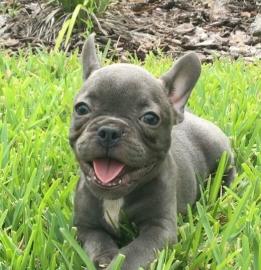Sch�ne Franz�sische Bulldoggen Welpen