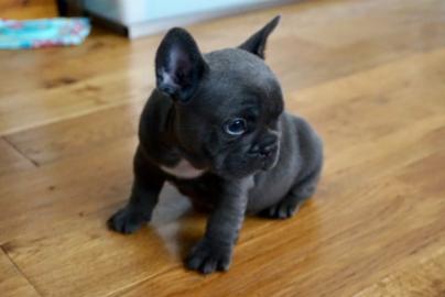 Franz�sische Bulldogge Welpen blau / blu