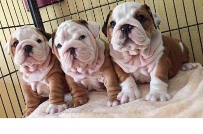 Englisch Bulldogge Welpen mit Stammbaum. 