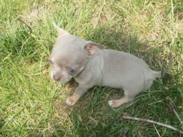 Chihuahua Welpen zu Verkaufen