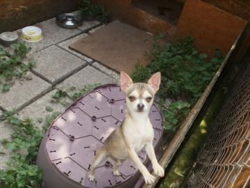 Chihuahua Welpen zu Verkaufen