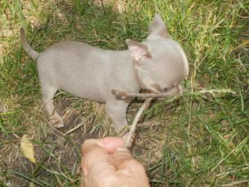Chihuahua Welpen zu Verkaufen