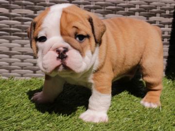 Englische Bulldoggenwelpen