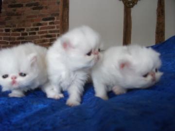Pedigree Creme persische K�tzchen, m�nnl