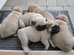 Die fantastischen vier reinrassige Mopsw