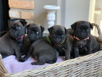 Die fantastischen vier reinrassige Mopsw