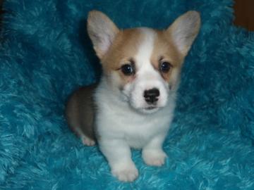 M?nnliche und weibliche Corgi-Waliser-We