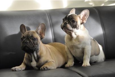 Bildsch�ne Franz�sische Bulldoggen