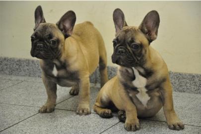 Bildsch�ne Franz�sische Bulldoggen