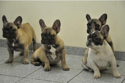 Bildsch�ne Franz�sische Bulldoggen