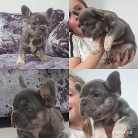 Wundersch?ne franz?sische Bulldoggen