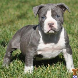 Intelligente und intelligente Pitbull We