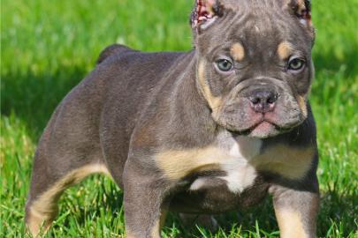 Intelligente und intelligente Pitbull We
