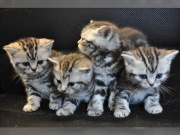 Zwei Whiskas BKH classic tabby Katerchen