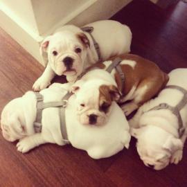 Reinrassige Englische Bulldoggenwelpen