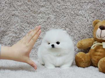 Sch�ne Teetasse Pomeranian Welpen