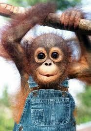 Baby Capuchin Monkeys Verf?gbar vf