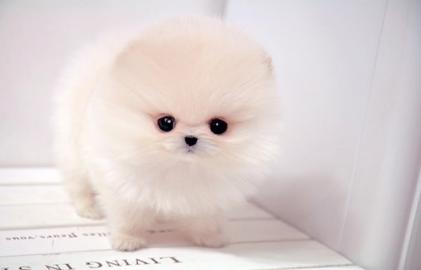 Ich biete ein Geschenk pomeranian Welpen