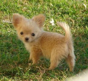 sch�ne Chihuahua Welpen suchen ein neues