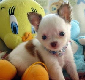 sch�ne Chihuahua Welpen suchen ein neues
