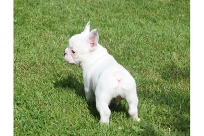 Franz�sische Bulldoggen Welpen