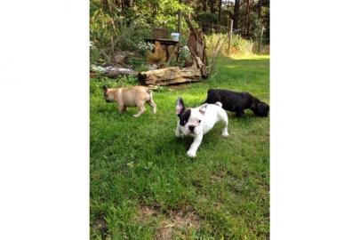 Franz�sische Bulldoggen Welpen