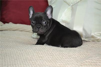 Franz�sische Bulldogge,Welpen,R�de & H�