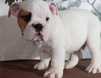 Englische bulldogge Welpen blue
