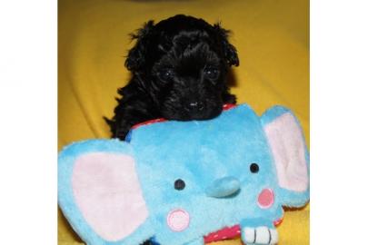 Bolonka Zwetna Welpen, Familienhunde, Kl