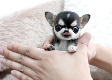 s��e MINI chihuahua welpen mit Papieren