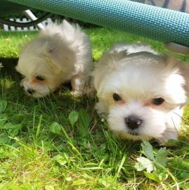 Entz?ckende herausragende Malteserwelpen