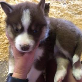 Siberian-Husky-Welpen whatsapp nummer +4