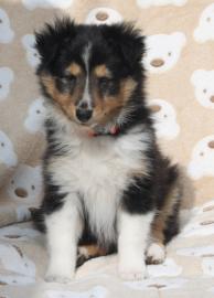 Bildh�bsche Sheltiewelpen