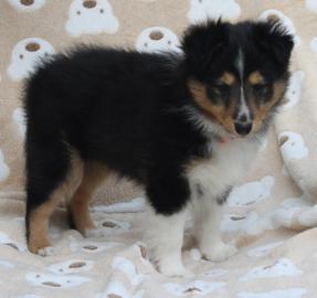 Bildh�bsche Sheltiewelpen