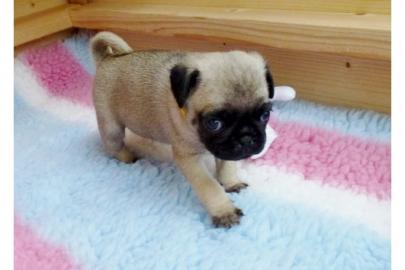 Wundersch�ne reinrassige Mops Welpen