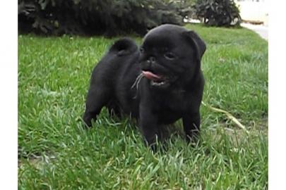 Wundersch�ne reinrassige Mops Welpen