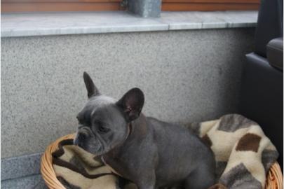 Franz�sische Bulldoggen Babys abzugeben
