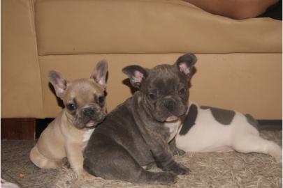Franz�sische Bulldoggen Babys abzugeben
