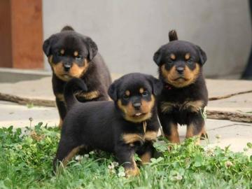 ROTTWEILER WELPEN BEREIT MIT PAPIEREN