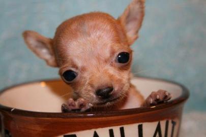 Supe winzigen Chihuahua m�nnlichen und w