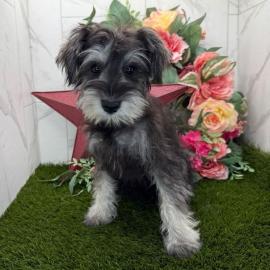 Zwergschnauzer-Welpen zur Adoption Whats