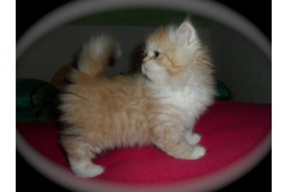 persian kitten zum Verkauf