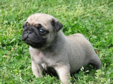 Mops Welpen (�165euros�)