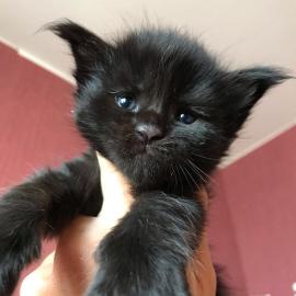 Wundersch�ne Maine-Coon-Katzen abzugeben