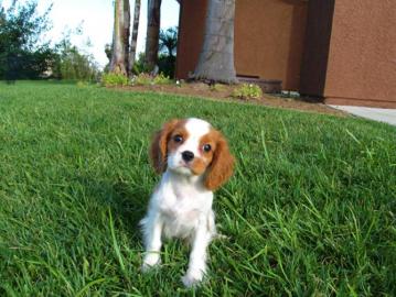 s��e Cavalier King Charles Spaniel Welpe