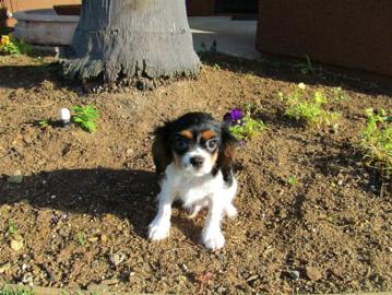 s��e Cavalier King Charles Spaniel Welpe