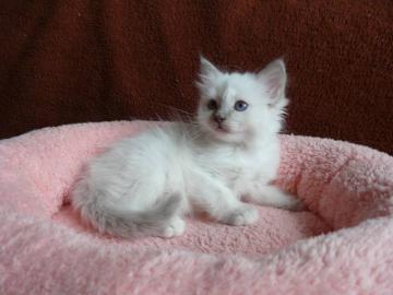 Heilige Birma Katzenbabys mit Papiere
