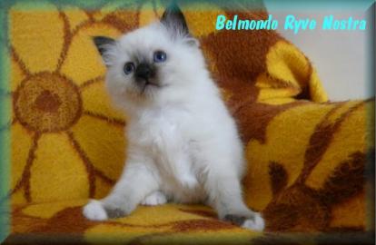 Heilige Birma Katzenbabys mit Papiere