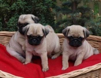 Mops Welpen mit Papieren. 