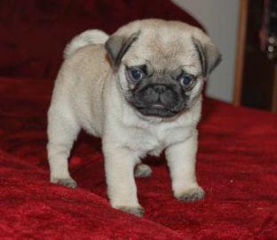 Mops Welpen mit Papieren. 